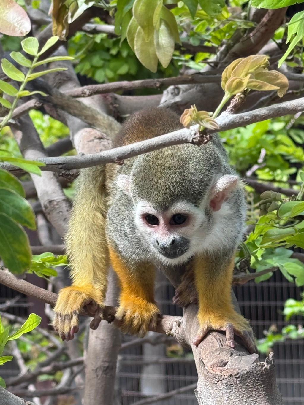 Phoenix Zoo: Big Cats vs. Little&nbsp;Letdowns