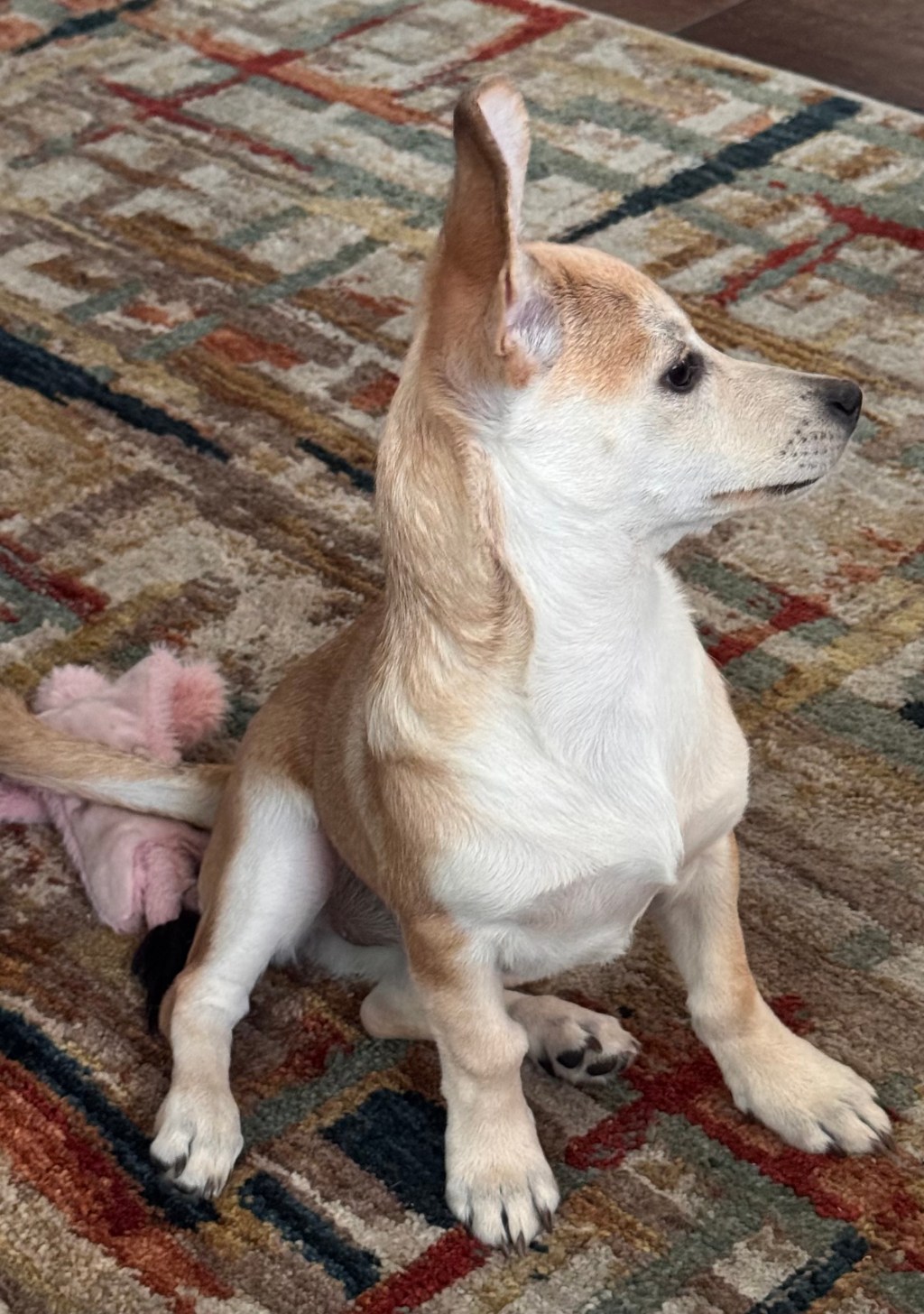 Lucy’s Little Accident (Or… Why I’m Sweating Cats and&nbsp;Dogs)