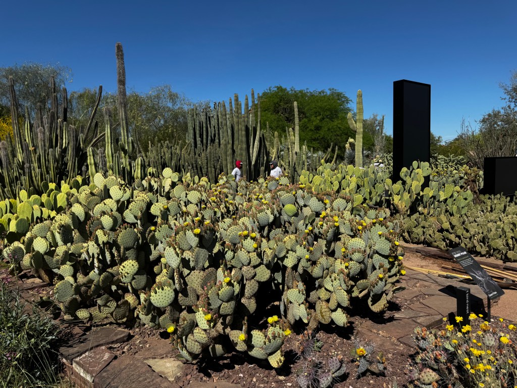 Desert Botanical Garden