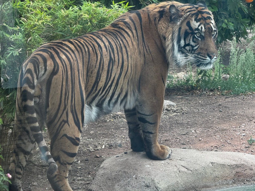 Phoenix Zoo, tigers
