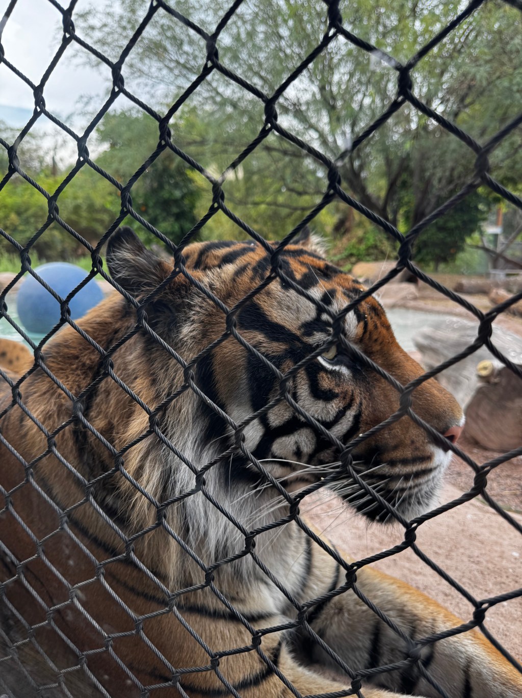 An Early Morning Encounter with Tigers at Phoenix&nbsp;Zoo