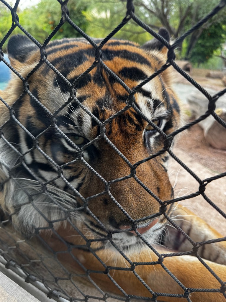 Phoenix Zoo, tigers
